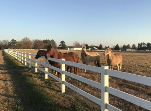Cavvietta Quarter Horse & Cattle Co.